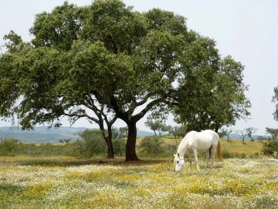 Equus Ourique