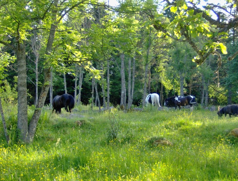 Olstorp gard Bed & Breakfast