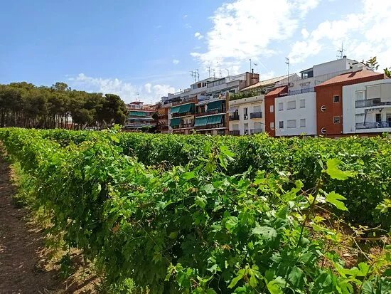 Centre d'Interpretacio De La Malvasia
