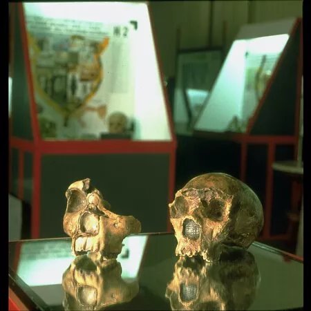 Museo di Antropologia "G. Sergi"
