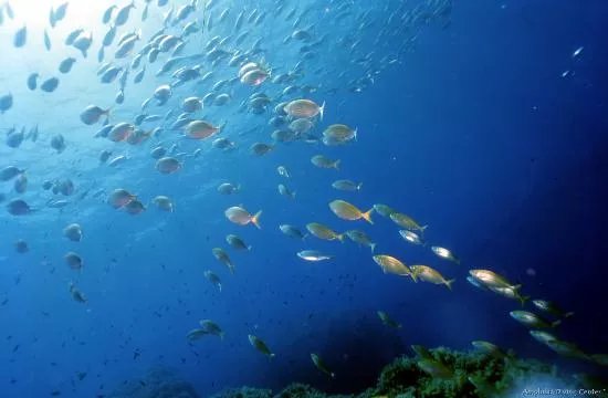 Amphibia Diving Center Panarea