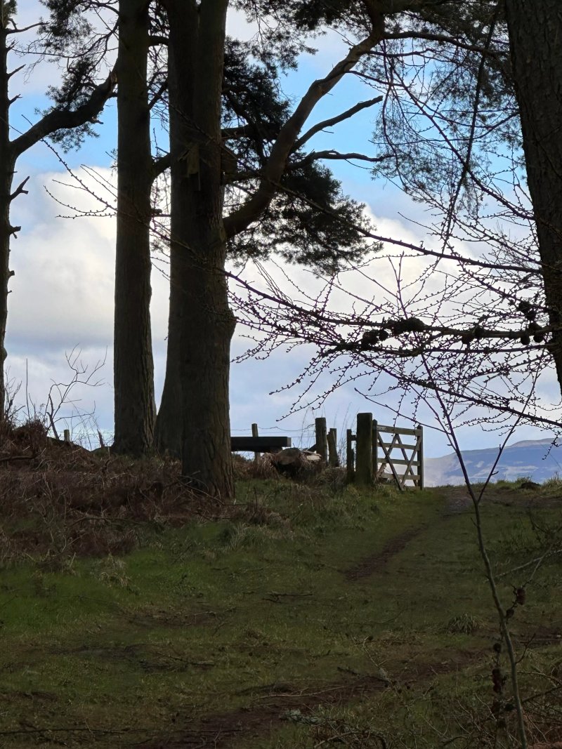 Bowmont Forest