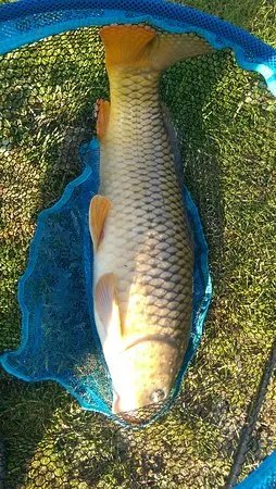 White House Farm Fishery
