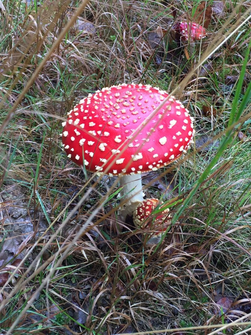 Altenburener Muhle