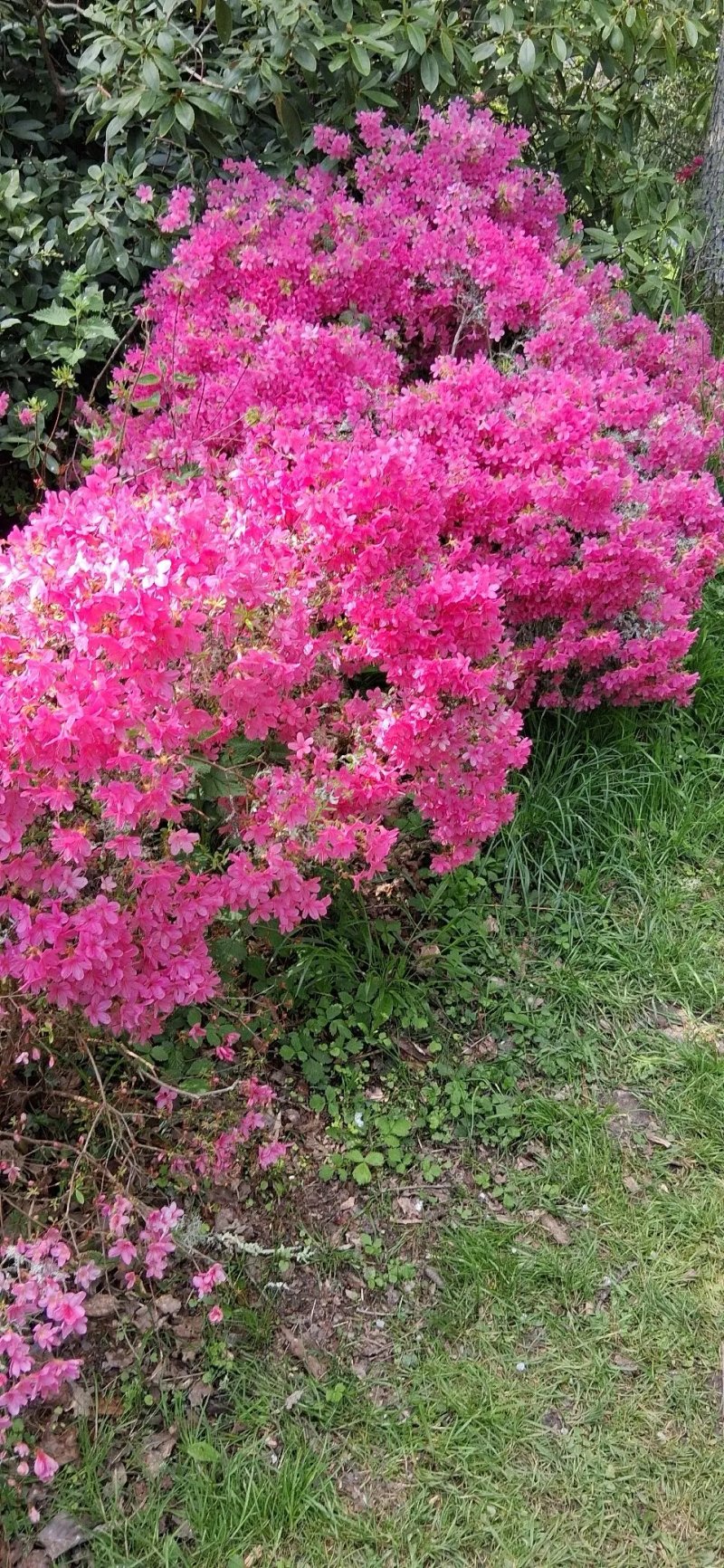 Hole Park Gardens