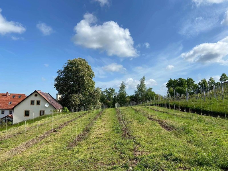Winnica Agat