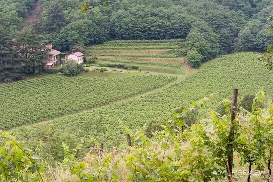 Societa Agricola Castelveder