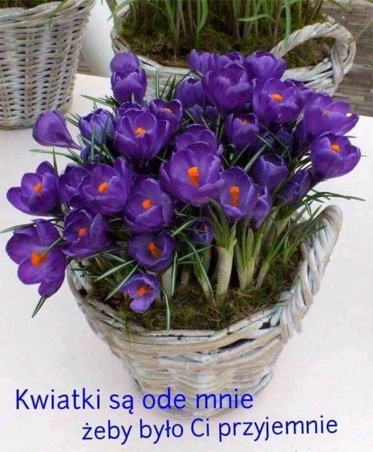 Kawiarnia NaleSnikarnia Pierogarnia Ignacy Polanski