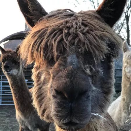 Hassall Alpacas
