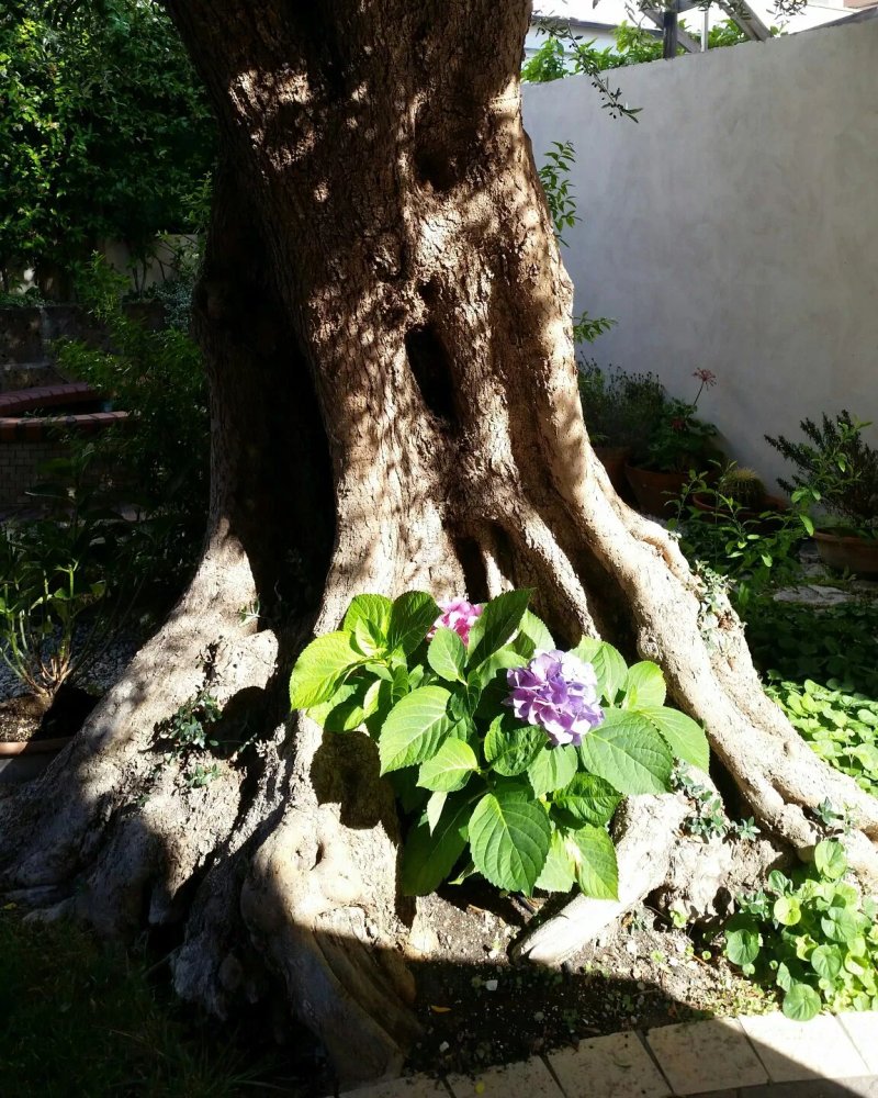 Residenza Glave