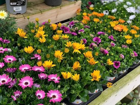 Floralands Garden Centre