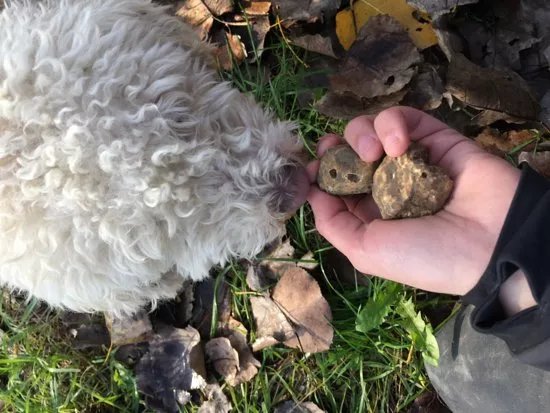 Truffle Experience