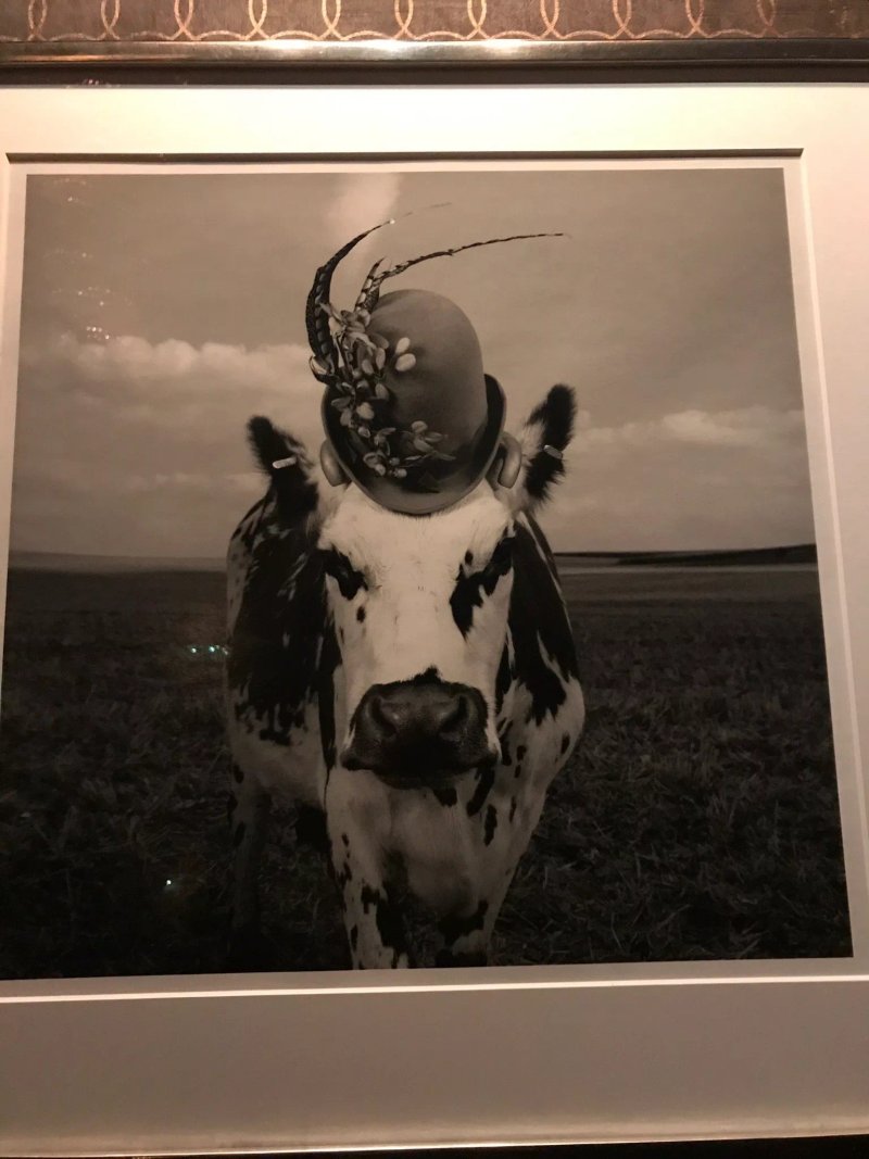 Chapeau La Vache