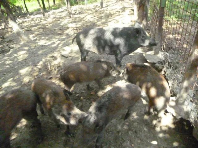 azienda agricola IL CHICCO
