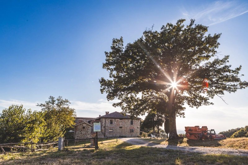 Masseria Del Bosco