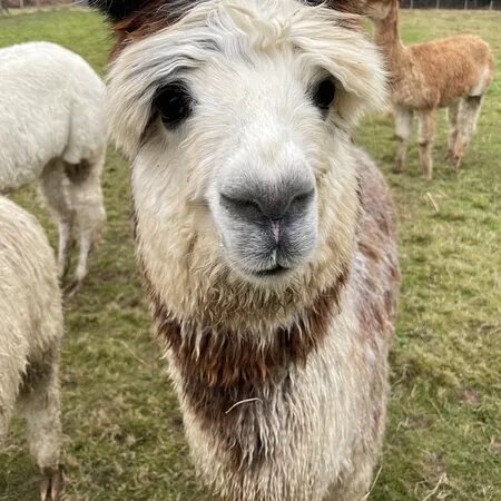 Slowhayes Alpacas