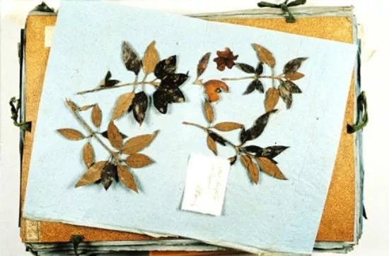 Botanical Museum
