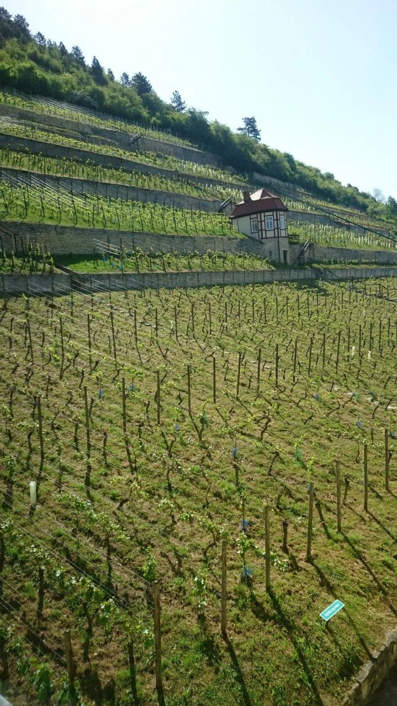 Landhotel Weingut Schulze