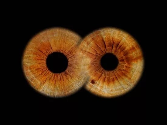 Eyes Hunter Fotoprix