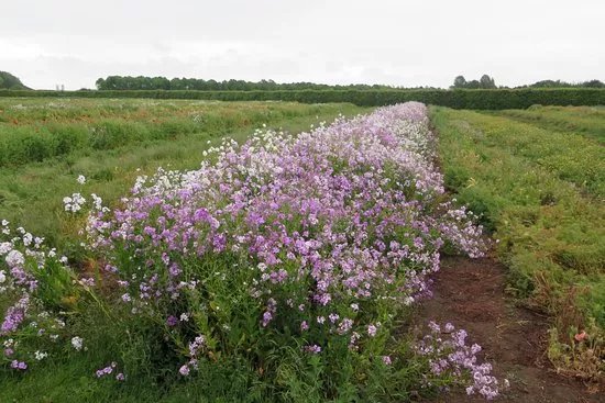 Naturescape British Wild Flowers