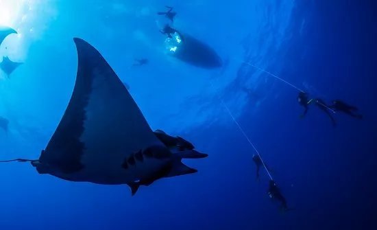 Best Spot Azores Dive Center