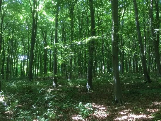 Eartham Wood