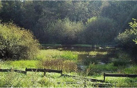 La Mare aux Joncs