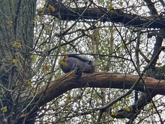 Chaddesden Wood Local Nature Reserve