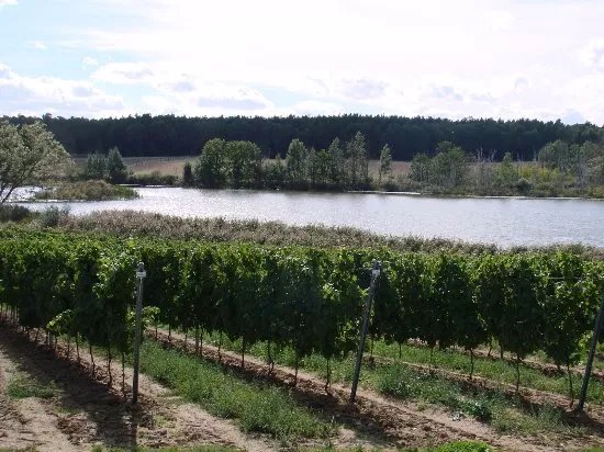 Winnica Turnau