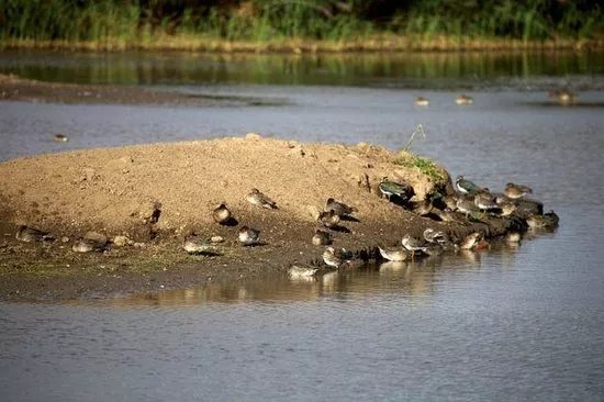 Blacktoft Sands