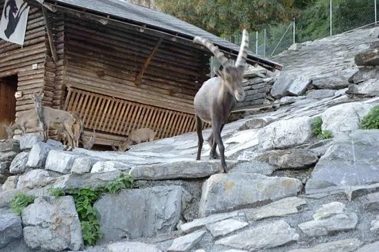 Alpine Wildlife Park Interlaken