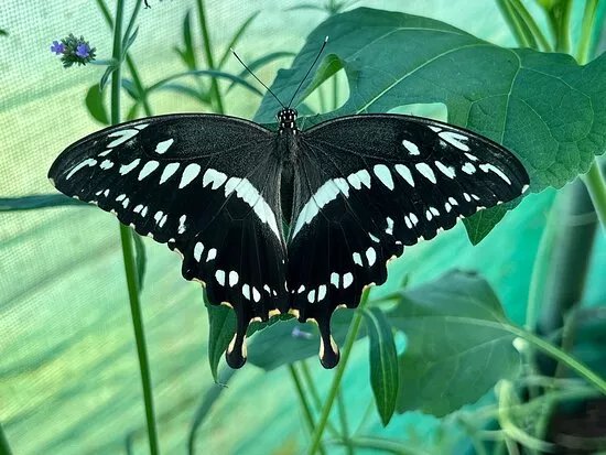 Butterfly Gardens @ Middleton Common Farm