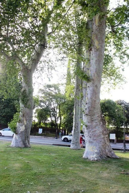 London planes (Platani monumentali)