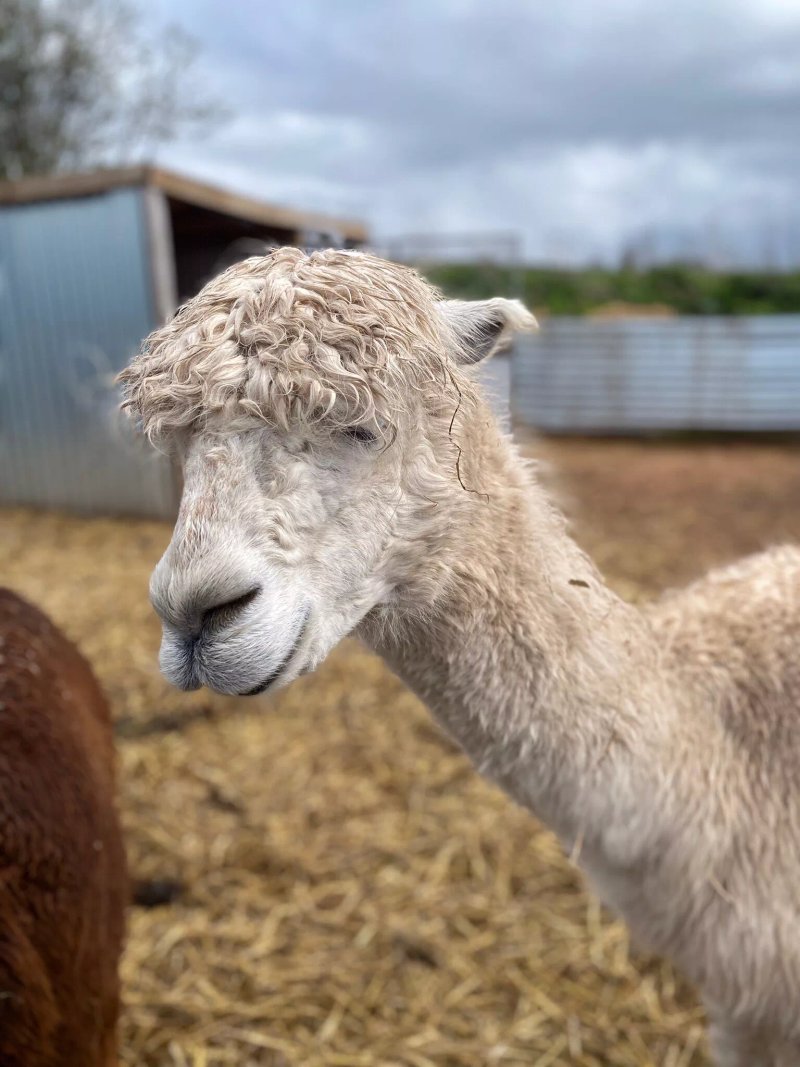 Polesworth Donkey Sanctuary