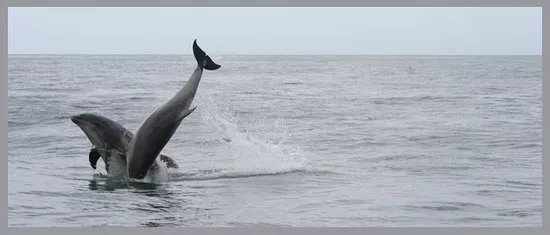 Dolphin Tours RIB Safari