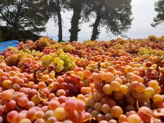 Parissis Winery
