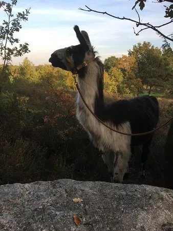 Heide-Lama-Trekking Day Tours
