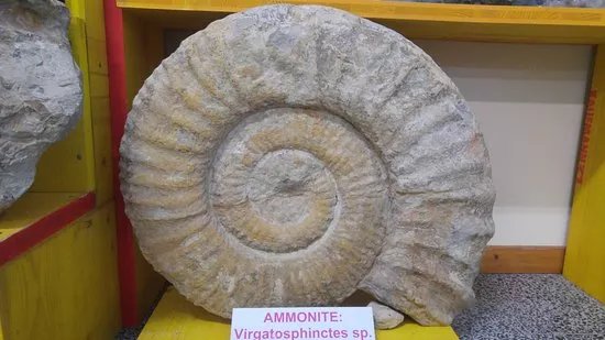 Museum - Museo archeologico naturalistico di Tarcento