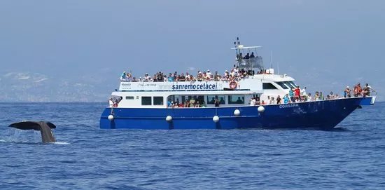 Whalewatching Genova e Imperia