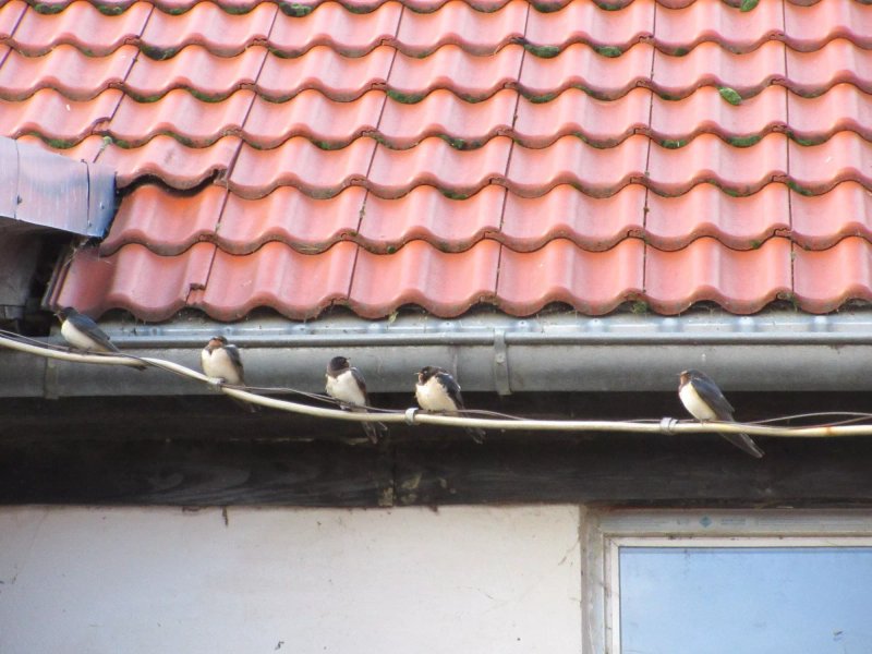Folwark Leszczynowka