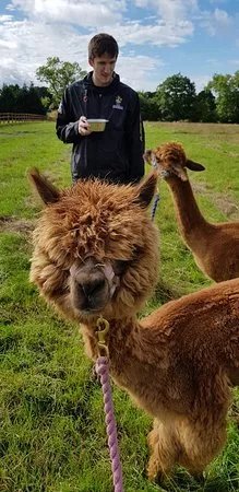 Cheshire Alpacas