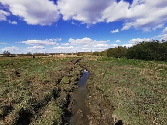 Woodham Fen Nature Reserve