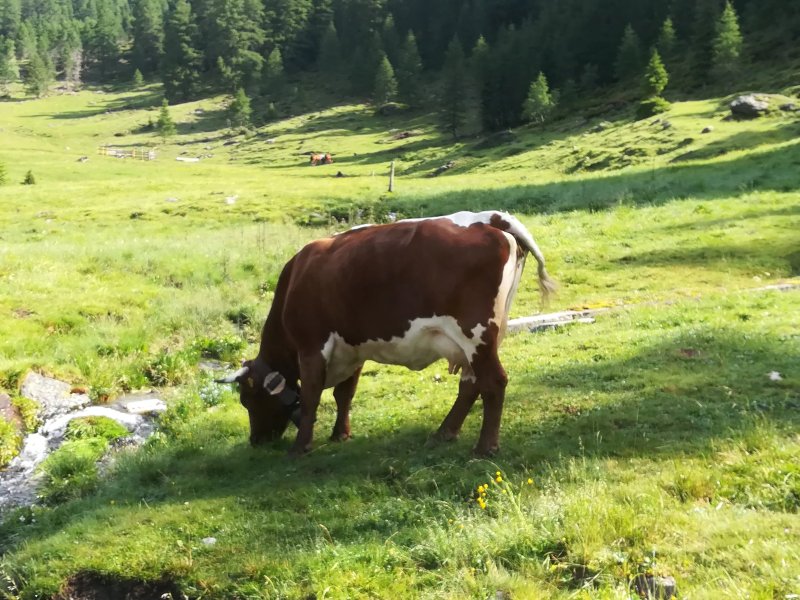 Malga San silvestro