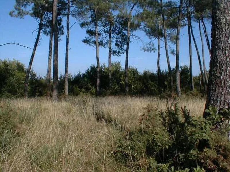 BERGERAC in the South (25km) CHARMING GITE with swimming pool 11x5 m