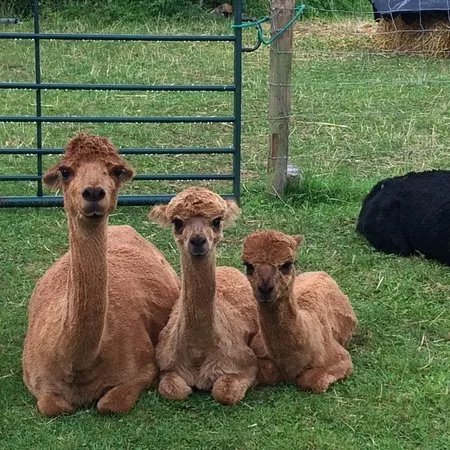 Tickhill Alpacas