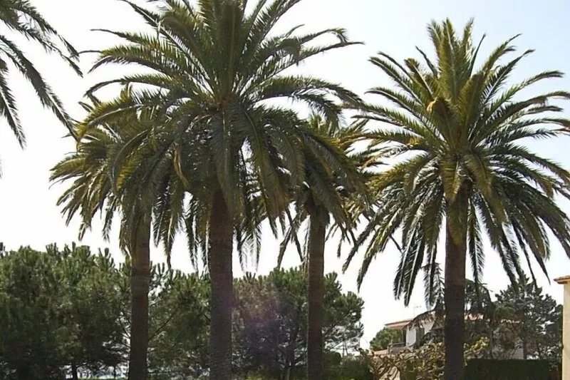Casa Costell, the perfect villa: XL Pool, Padel, Football, Golf & near beach