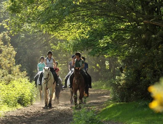 Wimbledon Village Stables
