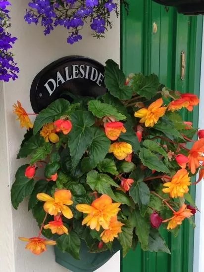 Daleside Arms