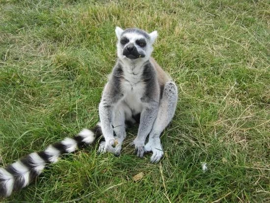 Reaseheath Mini Zoo