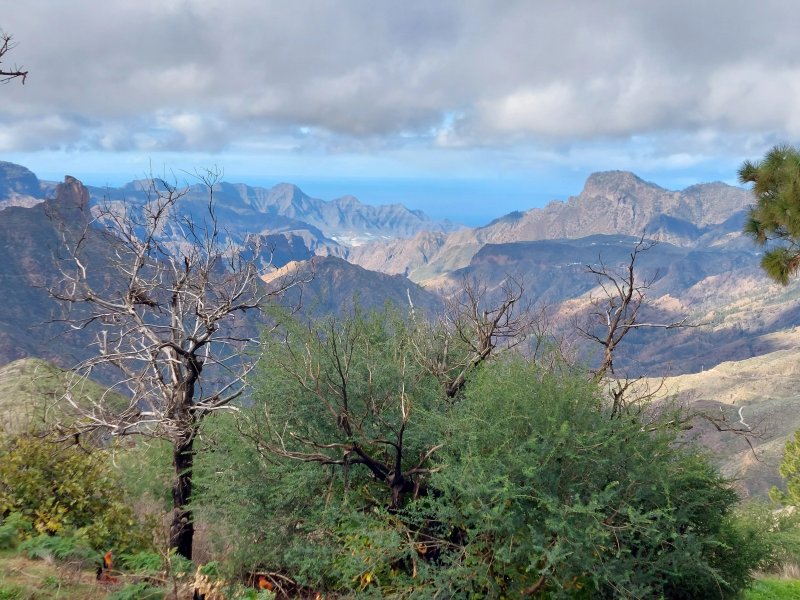 Tajinaste Del Refugio